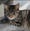 adoptable Cat in , NY named Chandler