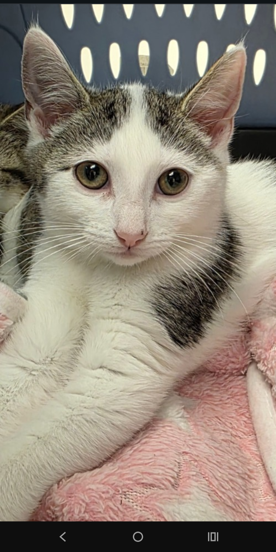 adoptable Cat in Rochester, NY named Edgar