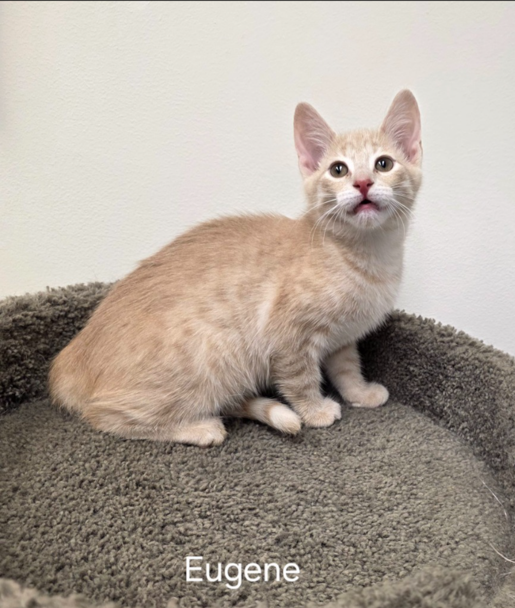 adoptable Cat in Rochester, NY named Eugene
