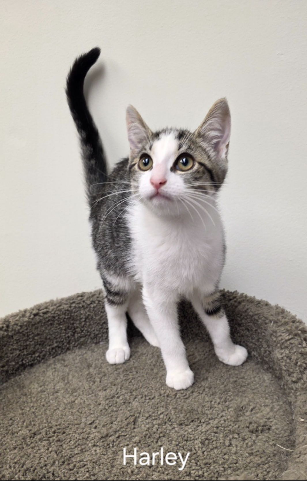 adoptable Cat in Rochester, NY named Harley