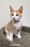 adoptable Cat in rochester, NY named Kawasaki
