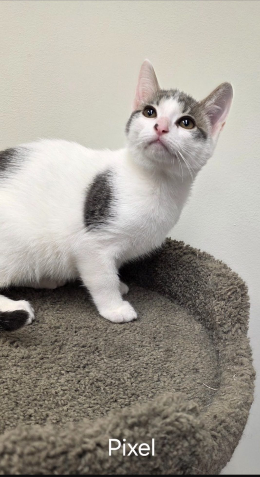 adoptable Cat in Rochester, NY named Pixel