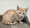 adoptable Cat in rochester, NY named Shane