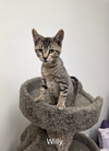 adoptable Cat in rochester, NY named Willy