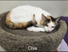 adoptable Cat in Rochester, NY named Chia