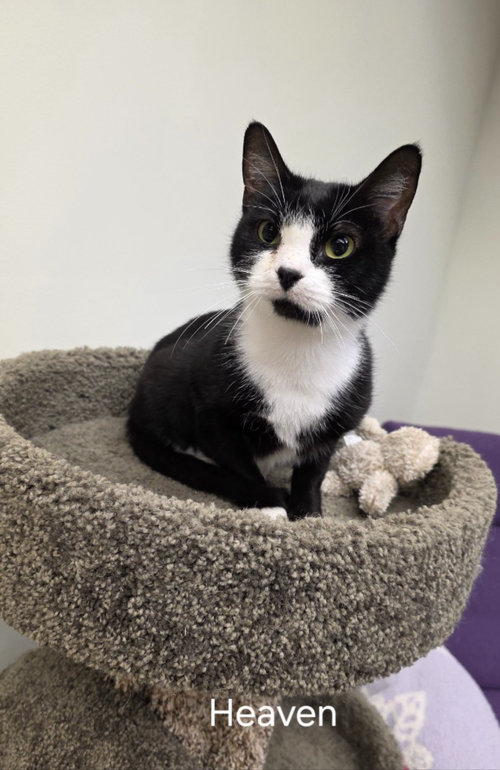picture of the cat needing adoption