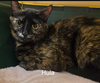 adoptable Cat in rochester, NY named Hula