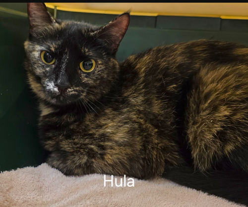 HULA - Domestic Short Hair available for adoption