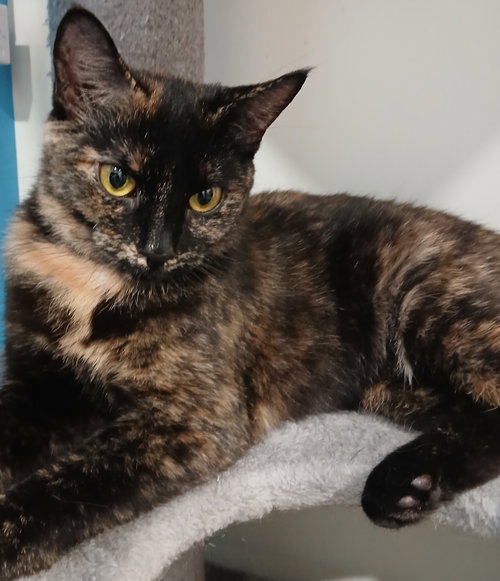 picture of the cat needing adoption