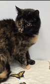 adoptable Cat in rochester, NY named Lavendar