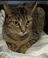 adoptable Cat in rochester, NY named Luna