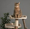 Luna - Photo 2