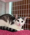 adoptable Cat in rochester, NY named Angel