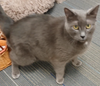 adoptable Cat in rochester, NY named Roscoe