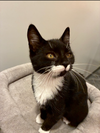 adoptable Cat in rochester, NY named Sabo