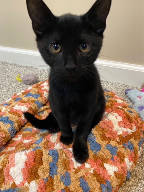 adoptable Cat in Rochester, NY named Teddy