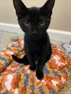 adoptable Cat in rochester, NY named Teddy
