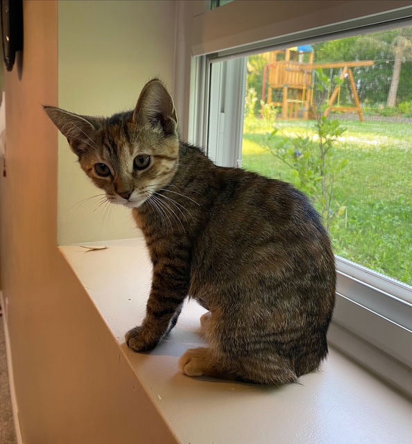 adoptable Cat in Rochester, NY named Nala