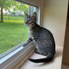 adoptable Cat in rochester, NY named Ziggy
