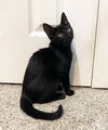 adoptable Cat in rochester, NY named Honey
