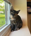 adoptable Cat in rochester, NY named Roxie