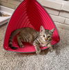 adoptable Cat in rochester, NY named Tiggy