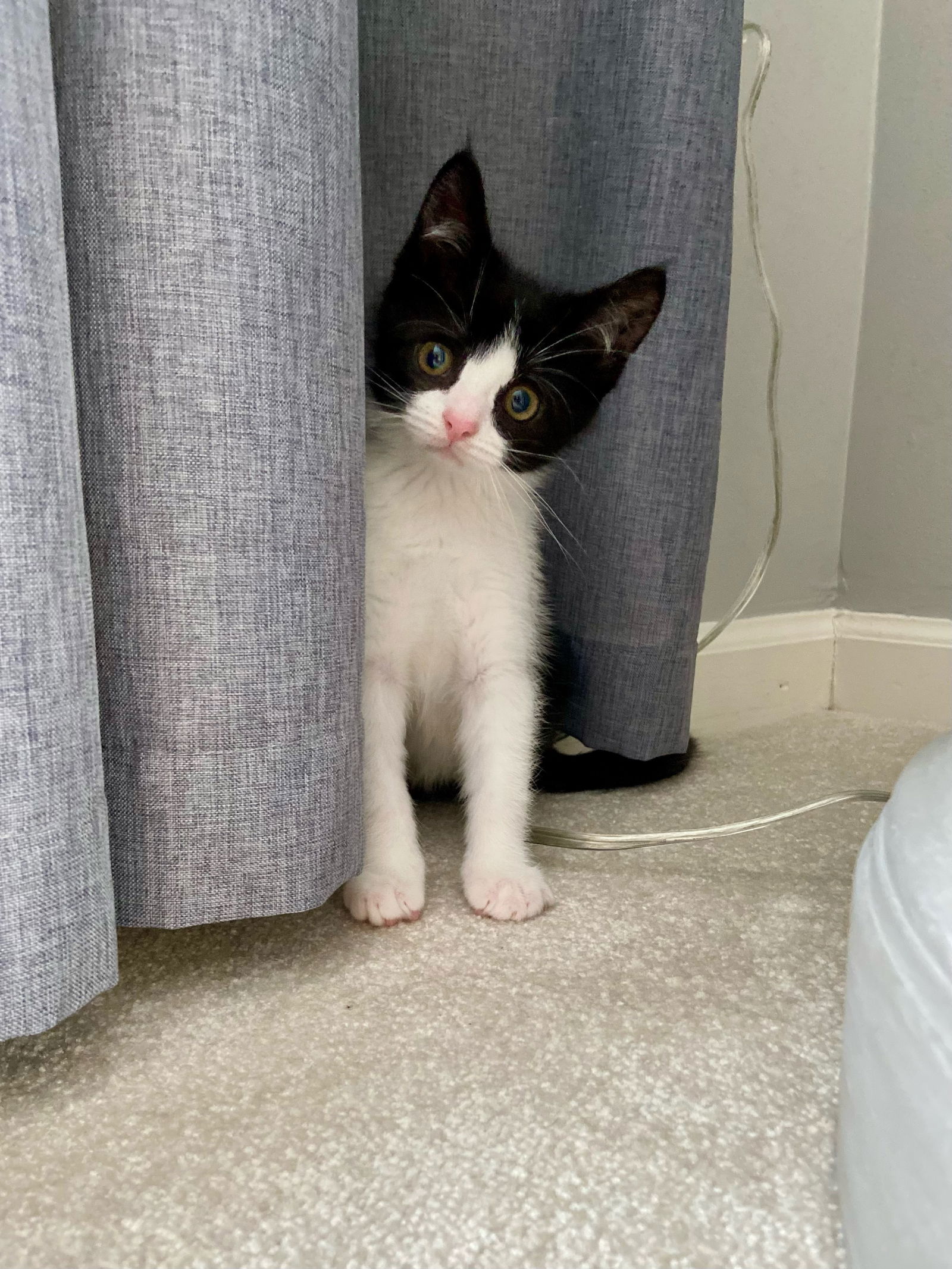 adoptable Cat in Rochester, NY named Puck-special needs-tripod