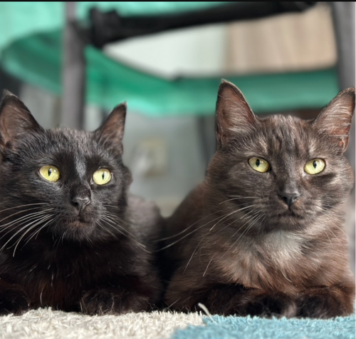 ROSALIE AND DELPHINE BONDED PAIR - Domestic Short Hair available for adoption