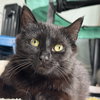Rosalie and Delphine bonded pair - Photo 2