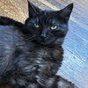 Rosalie and Delphine bonded pair - Photo 3