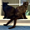Rosalie and Delphine bonded pair - Photo 4
