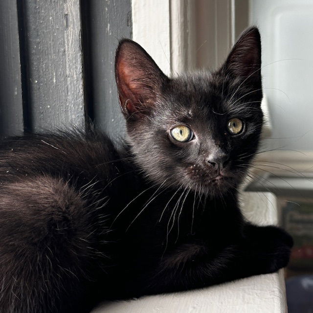 adoptable Cat in Rochester, NY named Mephisto