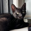 adoptable Cat in rochester, NY named Mephisto