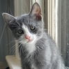 adoptable Cat in , NY named Dorian