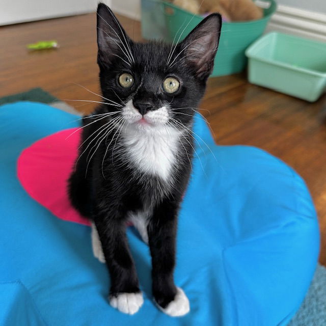 adoptable Cat in Rochester, NY named Valentin
