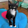 adoptable Cat in rochester, NY named Valentin