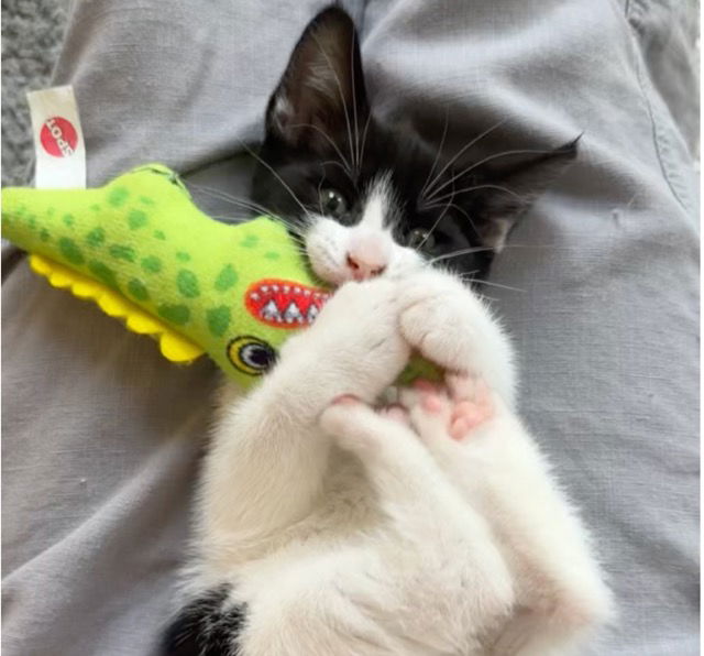 adoptable Cat in Rochester, NY named Naima
