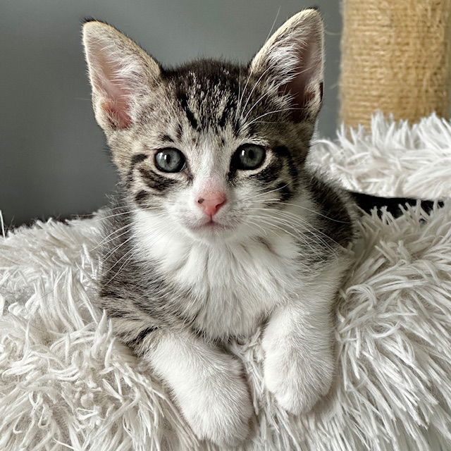 adoptable Cat in Rochester, NY named Conwell