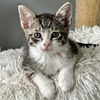 adoptable Cat in , NY named Conwell