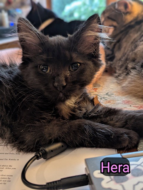 picture of the cat needing adoption