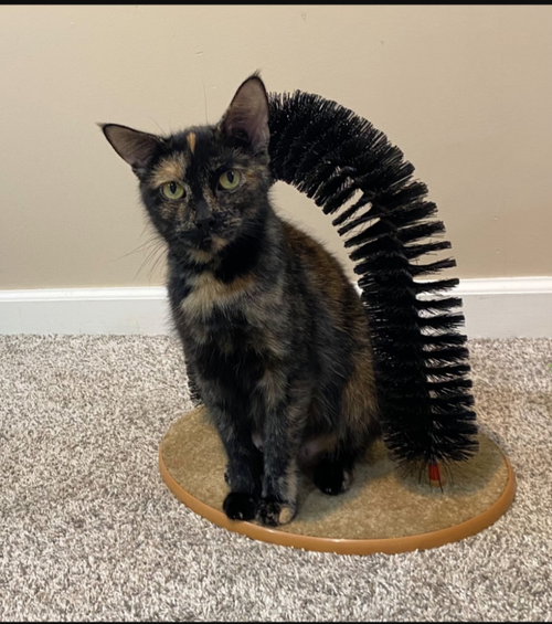 picture of the cat needing adoption