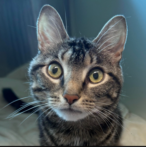 picture of the cat needing adoption