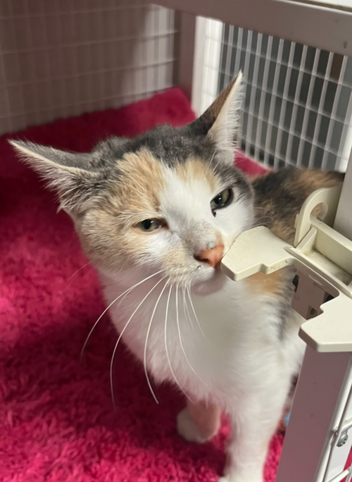 picture of the cat needing adoption