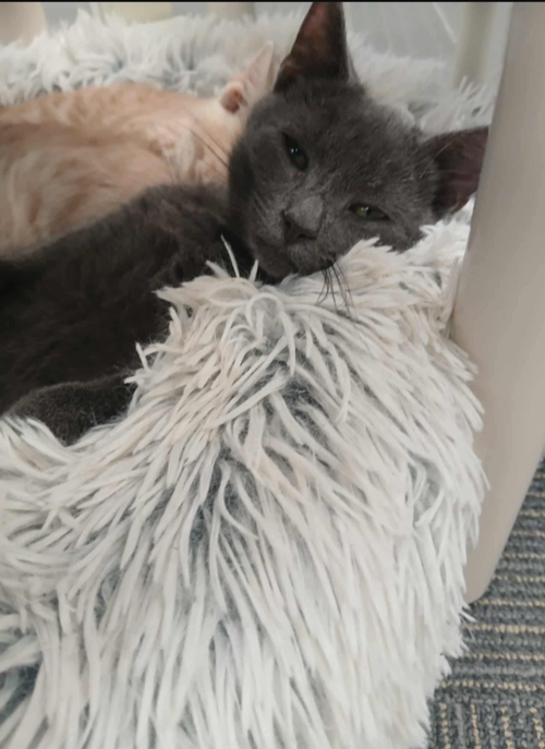 picture of the cat needing adoption