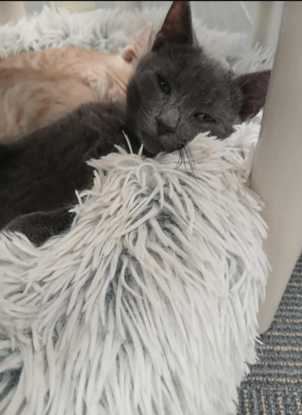 Purrlock
