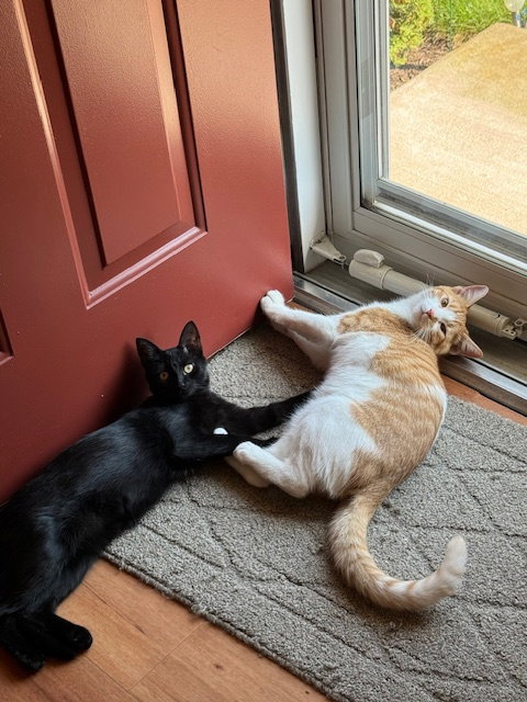 picture of the cat needing adoption