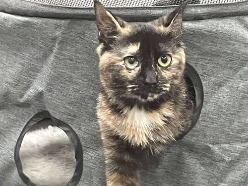 picture of the cat needing adoption