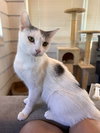 Lillypurr - Photo 5
