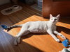 Lillypurr - Photo 6