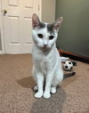 Lillypurr - Photo 2